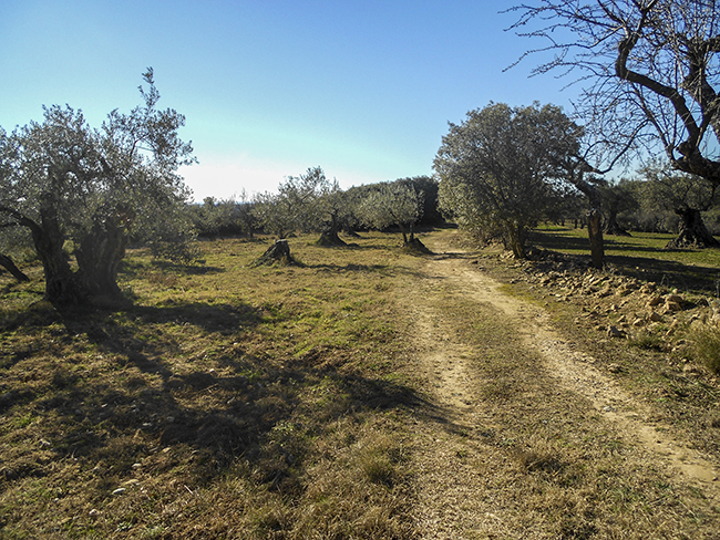 Olivos centenarios, Somontano de Barbastro