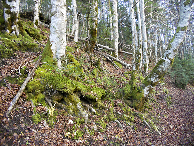 Bosque del Turieto, Parque Nacional de Ordesa y Monte Perdido