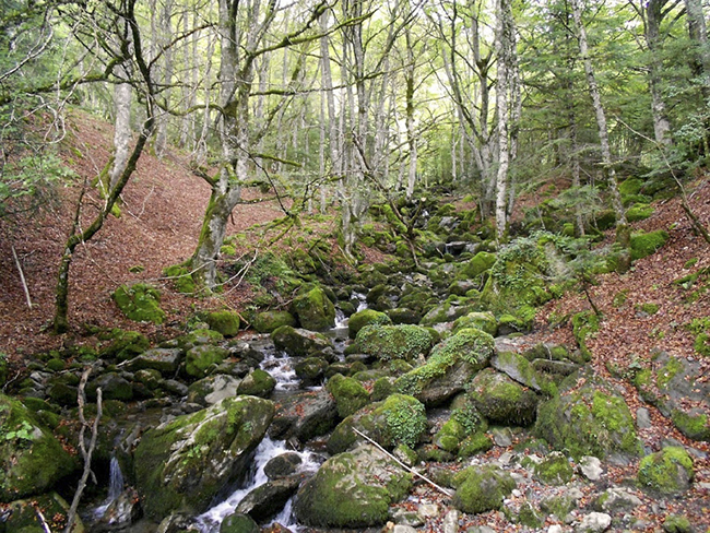 Bosque de hayas