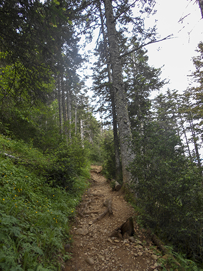 bosque Peña Oroel
