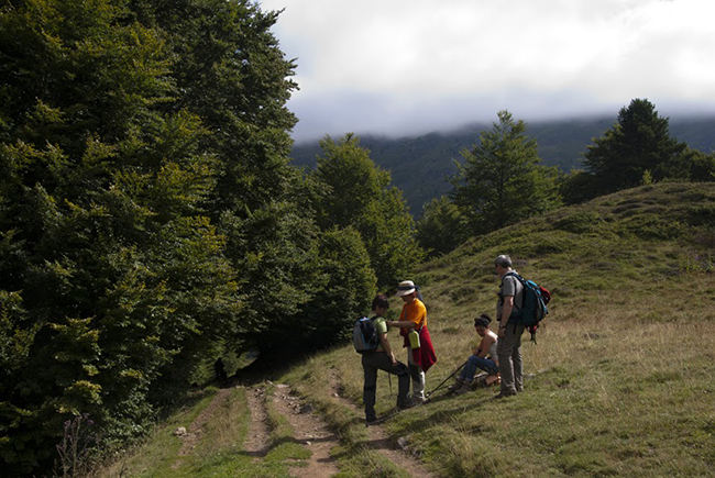 Bosque de hayas en el ibón de Estanés 