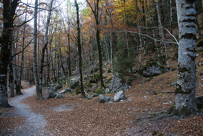 Bosque de hayas en Ordesa