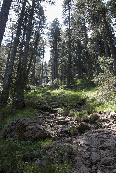 Bosque del último tramo al Ibón de Plan