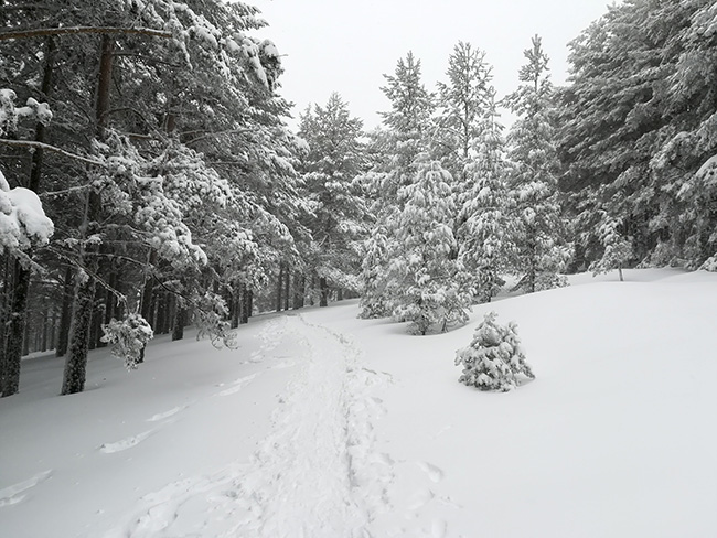 Bosque nevado Santa Inés - Laguna Verde - Sierra de Urbión