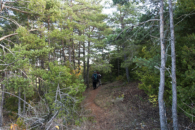 Bosque Bosque Mallos de Riglos