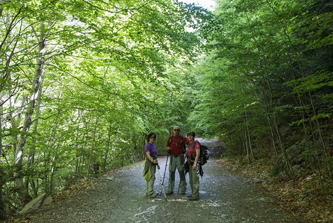 Pista entre el bosque hacia Ordiso