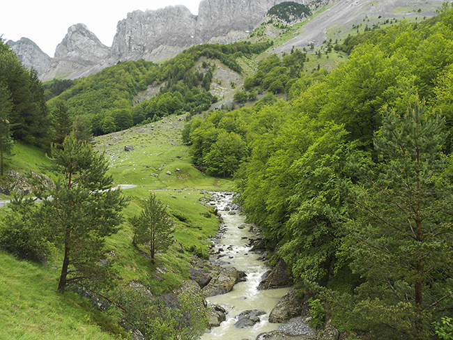 Petraficha, Estribiella