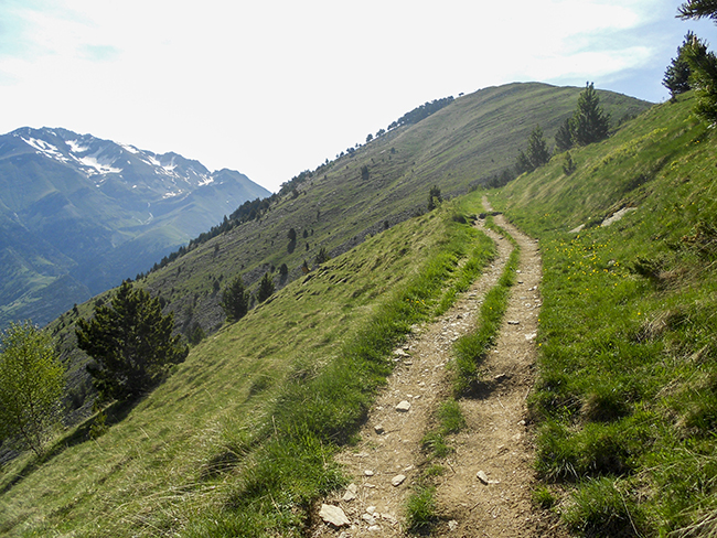 Pico Pacino, Selva de Sallent