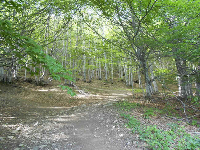 Pico Pacino, Selva de Sallent