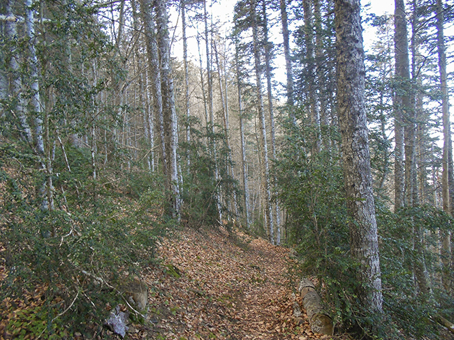 Sendero de los Lobos  - Punta Bacials -Sierra de Oroell