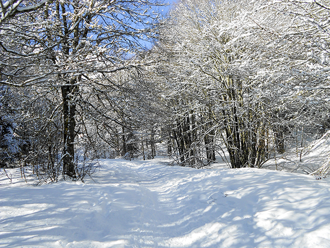 Bosque Sansanet