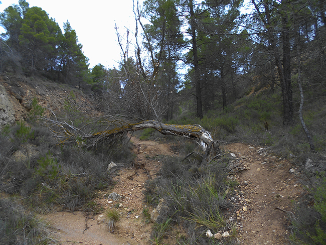 Barranco de la Bartolina Barranco de la Bartolina- Sierra de Armantes
