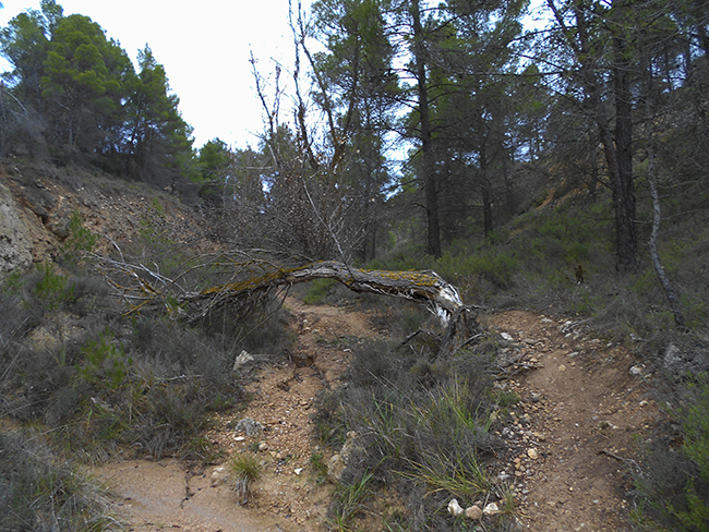 Barranco de la Bartolina- Sierra de Armantes