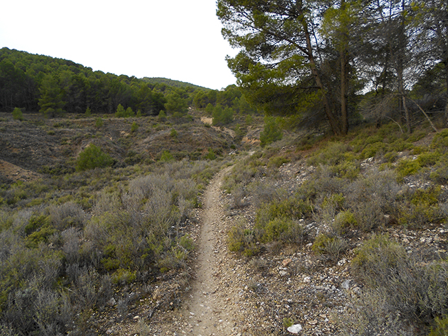 Barranco de la Bartolina- Sierra de Armantes