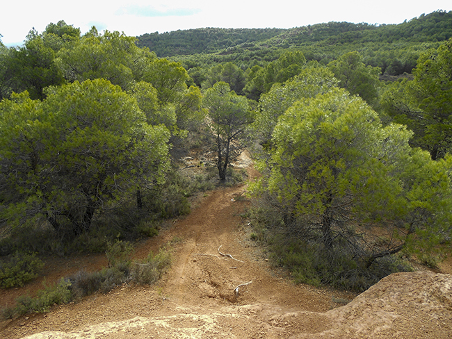 Senda entre los pinos de Armantes