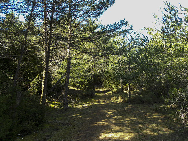 Bosque en la Sierra de Bonés - Guara