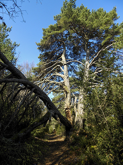 Zona húmeda de la Sierra de Bonés - Guara