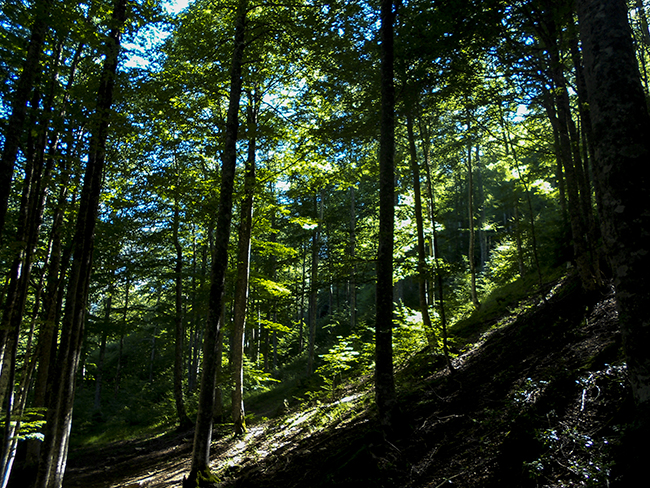 Bosque de Sansanet  Pirinero Francés  Valle de los Sarrios