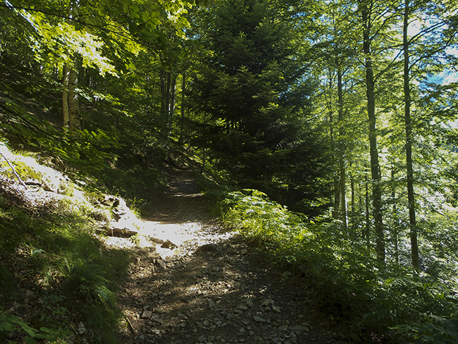 Bosque de Sansanet  Pirinero Francés  Ibón de Estanés